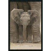Big Ears Baby Elephant Framed Print