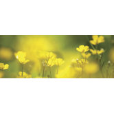 Ultimate Spring Morning Panoramic Wall Mural