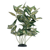 Marina Ecoscaper Houttoynia Cordata Silk Plant
