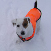 Reflective Pet Safety Vest