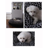 Giraffe Dog Bed