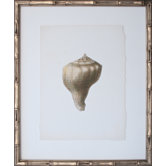 Vintage Shell III Art