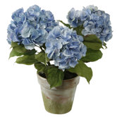 Potted 3 Stem Hydrangea