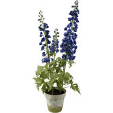 Delphinium Potted