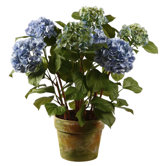 Potted Hydrangea