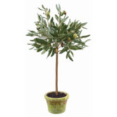 Potted Olive Leaf