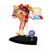 4D-Vision Human Female Reproductive Anatomy Model