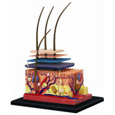 4D-Vision Human Skin Anatomy Model