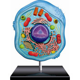 4D-Science Animal Cell Anatomy Model
