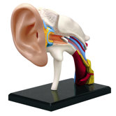 4D-Vision Human Ear Anatomy Model