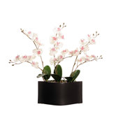 Floral Orchid