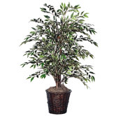 Variegated Smilax Bush