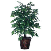 American Elm Bush