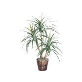 Blue Marginata Tree