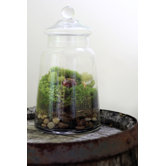 Enchanted Assembled Terrarium