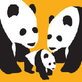 Animal - Three Pandas Stretched Wall Art
