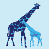 Animal - Reticulated Giraffe Stretched Wall Art