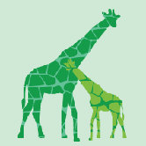 Animal - Reticulated Giraffe Stretched Wall Art