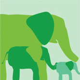 Animal - Elephants Stretched Wall Art