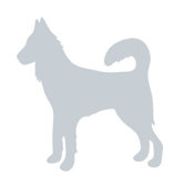 Silhouette - Dog Stretched Wall Art