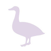 Silhouette - Duck Stretched Wall Art