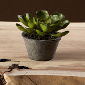 Sonoran Highlands Potted Echeveria Succulent