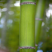 Deco Glass Bamboo II Wall Decor