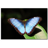 Blue Morpho by Kurt Shaffer, Canvas Art - 16" x 24"