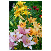 Lovely Lilies by Kurt Shaffer, Canvas Art - 24" x 16"