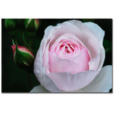 Pink Rosebud by Kurt Shaffer, Canvas Art - 16" x 24"