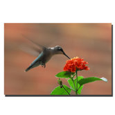 Hummingbird on a Lantana by Kurt Shaffer, Canvas Art - 24" x 36"