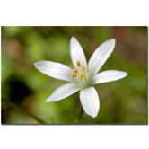 Ohio Wildflower by Kurt Shaffer, Canvas Art - 16" x 24"