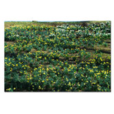 Daffodil Hill II by Kurt Shaffer, Canvas Art - 16" x 24"