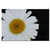 Daisies on Black II by Kurt Shaffer, Canvas Art - 16" x 24"