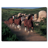 Clydesdales Running Free Canvas Art