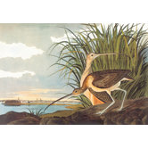 Long Billed Curlew Canvas Art