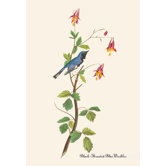 Black  Throated Blue Warbler Canvas Art