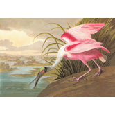 Roseate Spoonbill Canvas Art