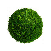 Boxwood 16" Ball