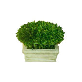 Boxwood Loaf In Pot