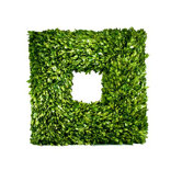 Boxwood Thick Sided Square Wreath