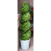 Boxwood Spiral Topiary