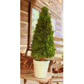 Cypress Cone Topiary