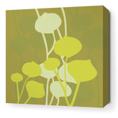 Aequorea Seedling in Olive
