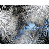 Beyond Forest Wall Art