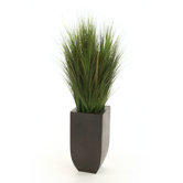 Silk Grass in Planter