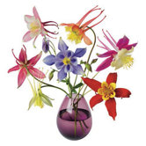 Flat Flowers Window Stickers Originals in Aquilegia