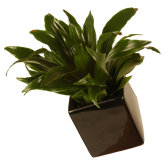 Cube Wall Planter