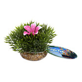 Flowering Moss Small Bottom Plant