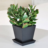 Oriental Succulent in Tin Pot